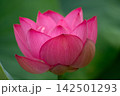 蓮の花のある風景 142501293