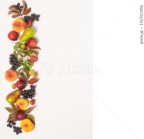 Autumn fruits apples pears grapes fallen leaves lined with frame white background. Thanksgiving harvest concept 142501902