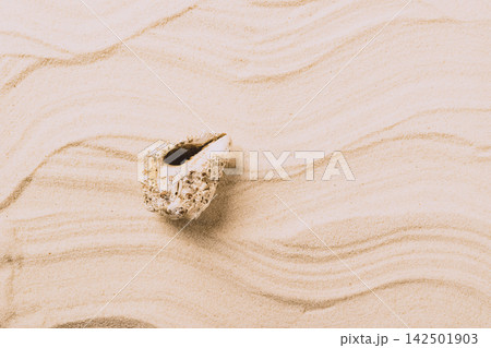 Sea exotic seashells molluscs seashells white beach sand. Summer vacation travel concept. Postcard template copy space 142501903