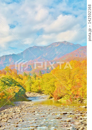 紅葉の銀山平石抱橋からの渓流北ノ又川・越後駒ヶ岳風景 紅葉の銀山平石抱橋からの渓流北ノ又川・越後駒ヶ岳風景 142502168