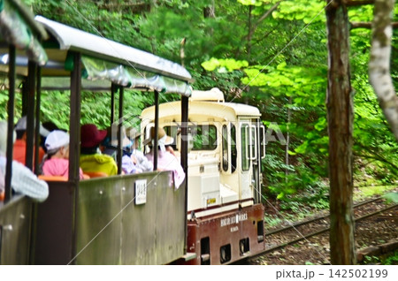 赤沢自然休養林を走行する森林鉄道の車両を後方より撮影 赤沢自然休養林を走行する森林鉄道の車両を後方より撮影 142502199