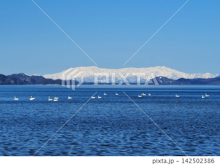 猪苗代湖に浮かぶ白鳥と福島県と新潟県にまたがる冠雪の飯豊山が青い湖面に印象的で綺麗だ。 142502386
