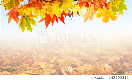 Fall scene in yellow color shades. Autumn background with shadow of maple tree leaves 142503512