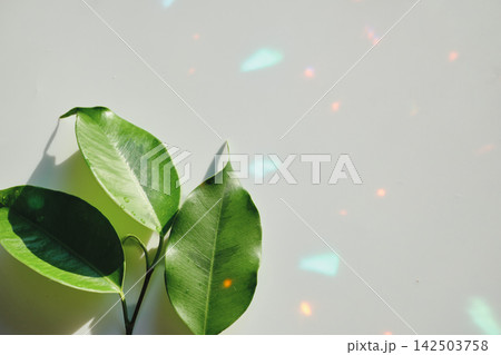 Green leaves from ficus plant with water drops on white background with colorful highlights Green leaves from ficus plant with water drops on white background with colorful highlights 142503758