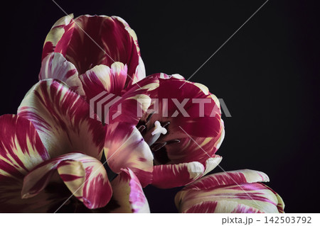 Close up of colorful striped tulip blossoms On black background Close up of colorful striped tulip blossoms On black background 142503792