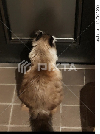 待つ猫 142504055
