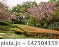 ツツジが咲き誇る庭園 142504159