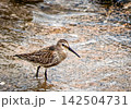 ハマシギ 142504731