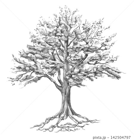 Pencil illustration of a spreading oak tree with exposed roots. For branding: printing houses, architectural firms, coffee shops, ecotourism, illustrations for genealogy books, craft beer packaging. Pencil illustration of a spreading oak tree with exposed roots. For branding: printing houses, architectural firms, coffee shops, ecotourism, illustrations for genealogy books, craft beer packaging. 142504797