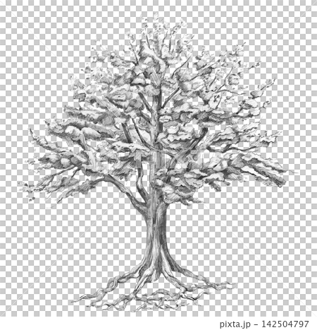 Pencil illustration of a spreading oak tree with exposed roots. For branding: printing houses, architectural firms, coffee shops, ecotourism, illustrations for genealogy books, craft beer packaging. Pencil illustration of a spreading oak tree with exposed roots. For branding: printing houses, architectural firms, coffee shops, ecotourism, illustrations for genealogy books, craft beer packaging. 142504797