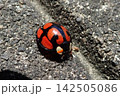 カメノコテントウ 142505086