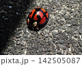 カメノコテントウ 142505087