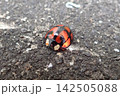 カメノコテントウ 142505088
