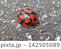 カメノコテントウ 142505089