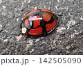カメノコテントウ 142505090
