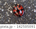カメノコテントウ 142505091