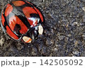 カメノコテントウ 142505092