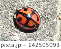 カメノコテントウ 142505093