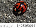 カメノコテントウ 142505094