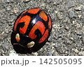 カメノコテントウ 142505095