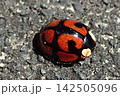 カメノコテントウ 142505096