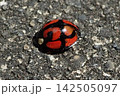 カメノコテントウ 142505097