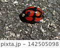 カメノコテントウ 142505098