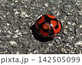 カメノコテントウ 142505099