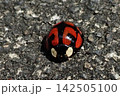 カメノコテントウ 142505100