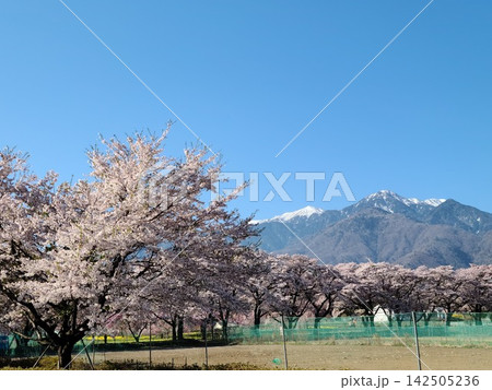 南アルプスの前で咲き誇る眞原桜並木 南アルプスの前で咲き誇る眞原桜並木 142505236
