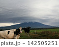 朝霧高原から見る放牧地の牛 142505251