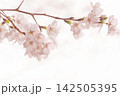 淡いピンクの桜が咲く春のやわらかな背景 142505395