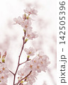 淡いピンクの桜が咲く春のやわらかな背景 142505396