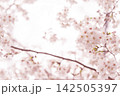 淡いピンクの桜が咲く春のやわらかな背景 142505397