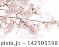 淡いピンクの桜が咲く春のやわらかな背景 142505398