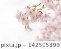 淡いピンクの桜が咲く春のやわらかな背景 142505399