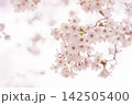 淡いピンクの桜が咲く春のやわらかな背景 142505400