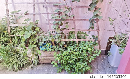 Vertical wooden trellis supporting climbing plants with lush green foliage in a garden setting, featuring potted plants and a textured wall in the background Vertical wooden trellis supporting climbing plants with lush green foliage in a garden setting, featuring potted plants and a textured wall in the background 142505502