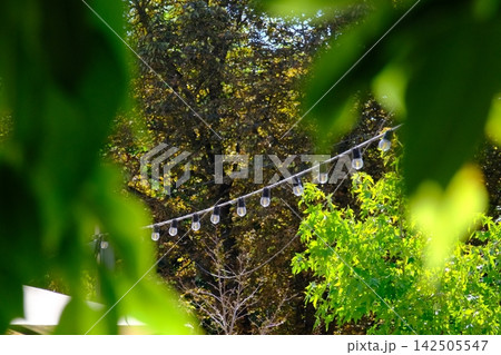 String Lights Hanging Among Lush Green Trees Creating Cozy Outdoor Garden Atmosphere for Summer Events Parties and Relaxing Recreation 142505547
