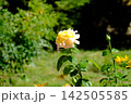 Soft Peach Pink Rose Blooming in Sunny Summer Garden with Green Leaves and Natural Blurred Background in Kamianets Podilskyi Ukraine 142505585