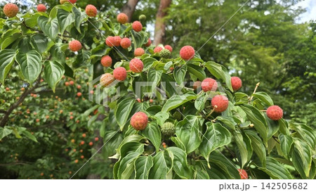 Red spherical fruits of Cornus kousa ripening in early autumn Red spherical fruits of Cornus kousa ripening in early autumn 142505682
