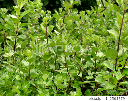 薬用植物　ハマゴウ 142505879