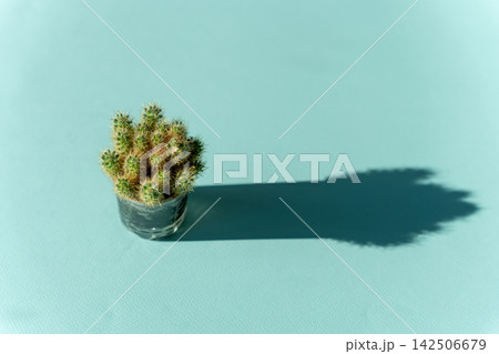 Cactus in a small pot on a light blue surface casting a shadow 142506679