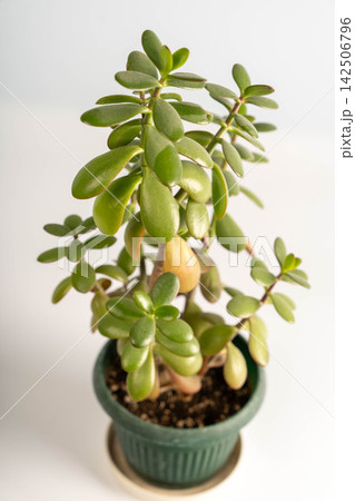 Close up of a jade plant in a green pot on a plain background 142506796