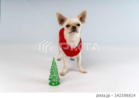 Chihuahua dressed for New Year celebration next to small Christmas tree 142506814