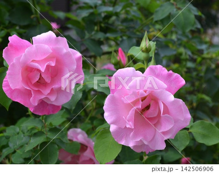 春咲きの薔薇スパニッシュビューティー-3 春咲きの薔薇スパニッシュビューティー-3 142506906