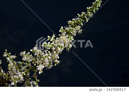 ヌルデの花・白膠木 142506917