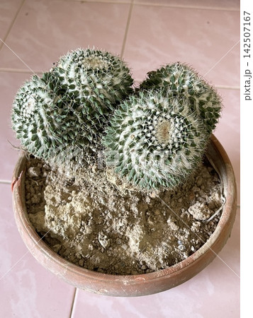 Close Up Of Mammillaria Parkinsonii Cactus In Pot With Sandy Soil Close Up Of Mammillaria Parkinsonii Cactus In Pot With Sandy Soil 142507167