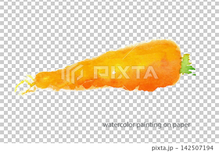 にんじん 水彩紙に透明水彩で手描きした野菜 142507194