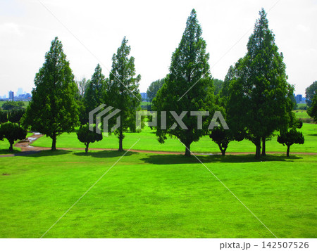 埼玉県川口市の川口パブリックゴルフ場(KPG)の芝と樹木の風景 埼玉県川口市の川口パブリックゴルフ場(KPG)の芝と樹木の風景 142507526